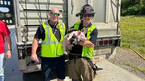 'You saved 1,368 lives today': Firefighters cool down stranded load of piglets on Kansas highway
