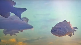 Minnesota DNR highlights lesser-known fish at State Fair