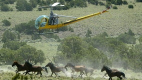 Nevada wild horse roundup to continue despite deaths of 31 wild horses