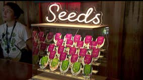 Demand is already high for cannabis seeds in Minnesota