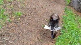 Watch: Wolves at Yellowstone National Park bring 'toys' to pups