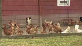 Brooklyn Park considers allowing chickens in backyards