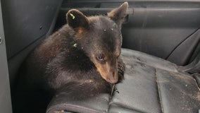 Bear cub rescued from Chisago County neighborhood