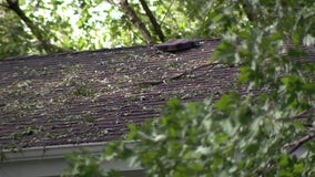 Contractor pleads guilty to 'intentional' property damage as part of hail insurance claim