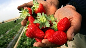 Study finds strawberries could boost your brain power, lower blood pressure