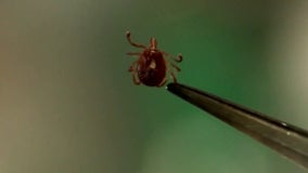 Red meat allergy hits Minnesota woman after tick bite