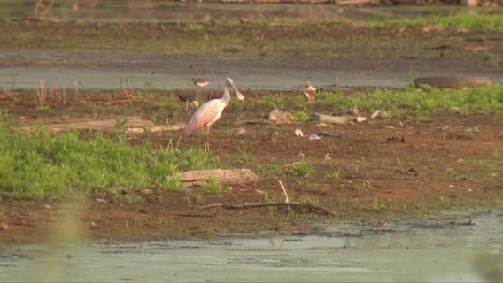 Birders flock to Wisconsin to catch glimpse of Gulf Coast shorebird last seen in 1845