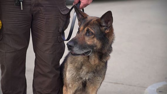 Drug sniffing K9 retirements sped up due to marijuana legalization