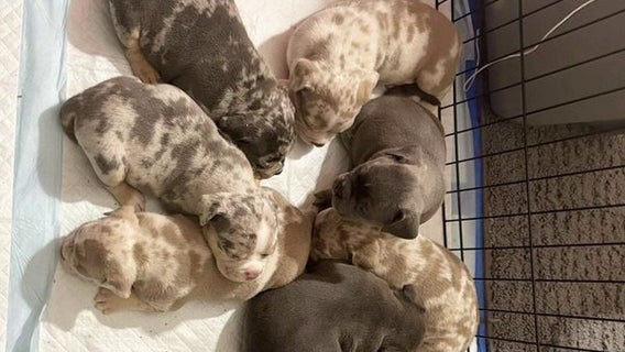 Robbinsdale teen stole puppies, car from family member's home: Charges