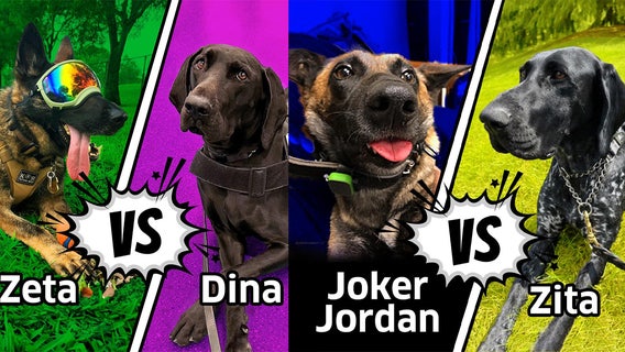 MSP Airport's dog is in final 4 of TSA's Cutest Canine contest