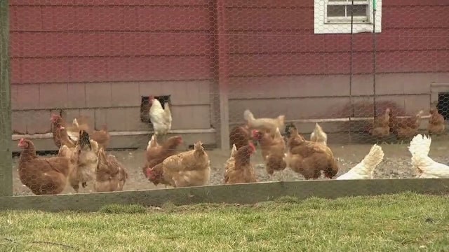 Brooklyn Park considers allowing chickens in backyards