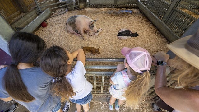 What to do in Minnesota: 5 things to do this weekend (August 10-13)