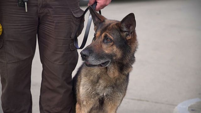 Drug sniffing K9 retirements sped up due to marijuana legalization
