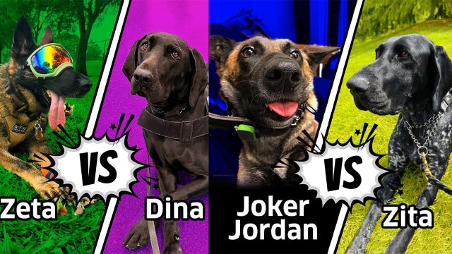 MSP Airport's dog is in final 4 of TSA's Cutest Canine contest