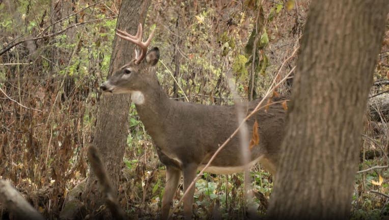Whitetail deer in Minnesota