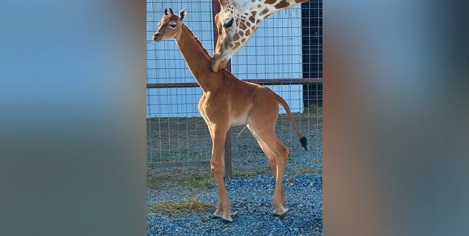 rare twin giraffes born