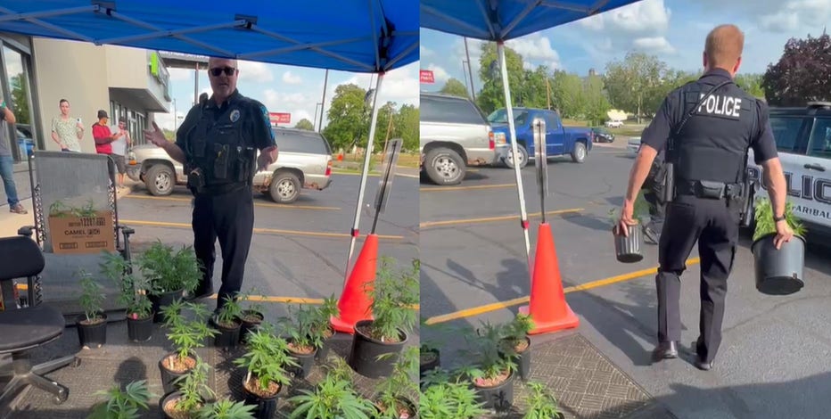 Faribault police seize suspected marijuana plants from tent sale