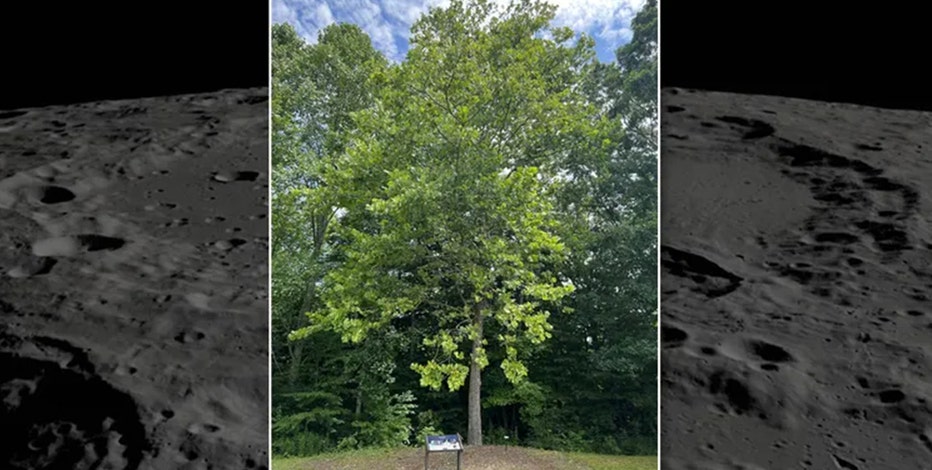 Teachers can apply to NASA for Artemis 'moon tree' seeds | FOX 9