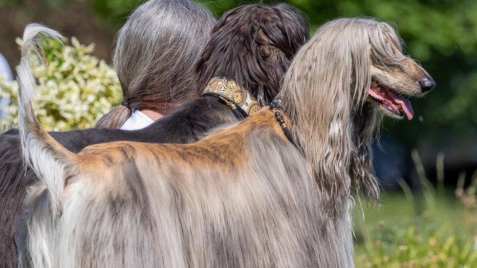 4.-Pets-who-look-like-Owners-Category-Winner-Klaus-Peter-Selzer_The-three-Greys-copy.jpg