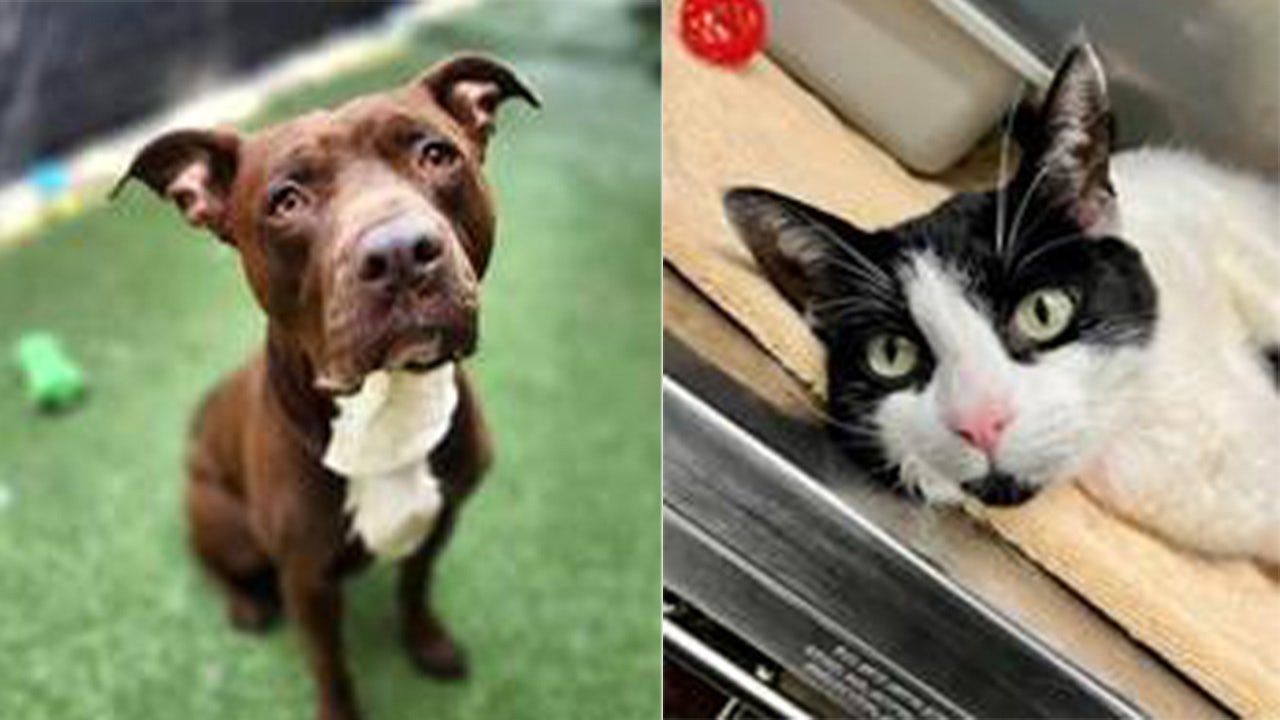 Minneapolis offering free adoption during National Adopt a Shelter Pet Day