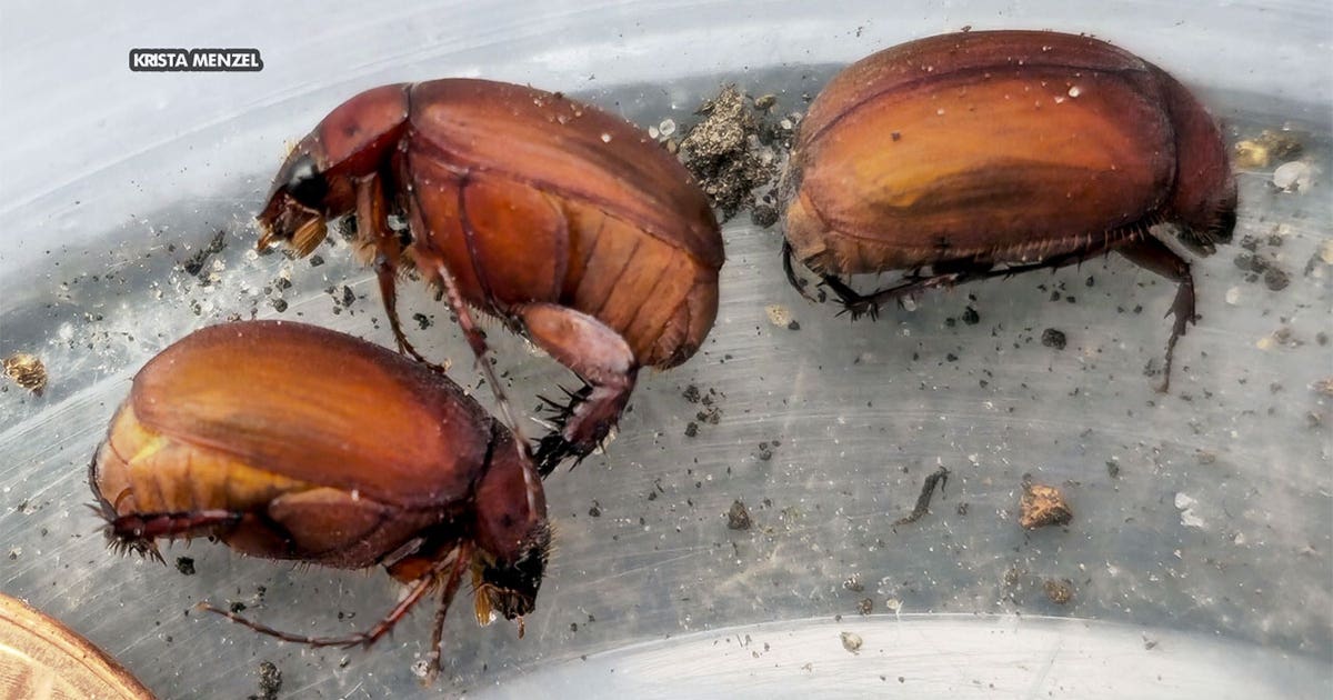 invasive-beetles.jpg?ve=1&tl=1