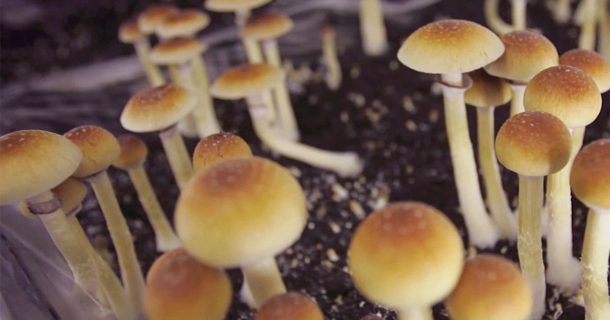 Minnesota bill would legalize psilocybin mushrooms for therapeutic use