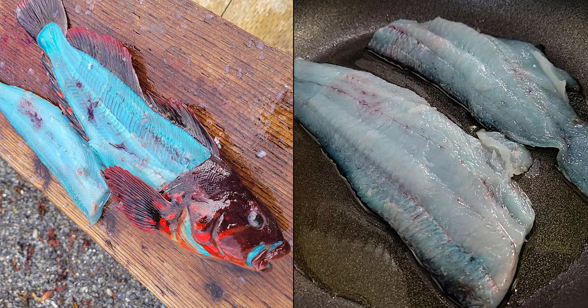 Alaska fisherman hooks and cooks blue-fleshed fish: 'Mother Nature is incredible' | FOX 9 Minneapolis-St. Paul Alaska fisherman hooks and cooks blue-fleshed fish: 'Mother Nature is incredible' | FOX 9 Minneapolis-St. Paul