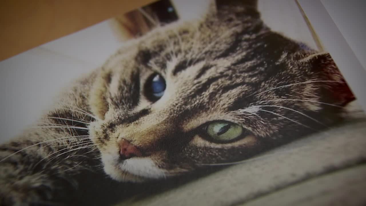 Minneapolis cat, Steve, remembered in neighborhood with loving obituary