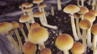 Minnesota bill would legalize psilocybin mushrooms for therapeutic use