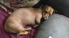 Missing dog stolen with car has Burnsville police searching for suspect