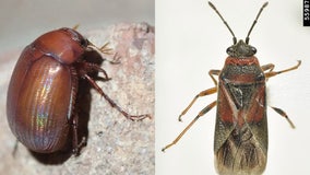 2 new invasive insects found in Minnesota