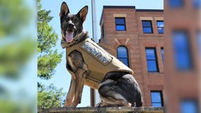 Sheriff: K-9 dog seriously injured by suspect swinging metal pipe