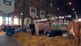 Minnesota State Fair letting livestock leave early due to heat