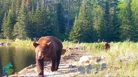 Bear vs. camera: Minnesota bear family destroys trail cameras