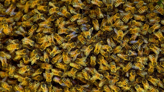 Swarm of bees kill Kentucky man moving potting soil bag from porch, coroner says