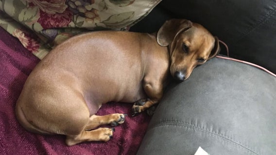 Missing dog stolen with car has Burnsville police searching for suspect