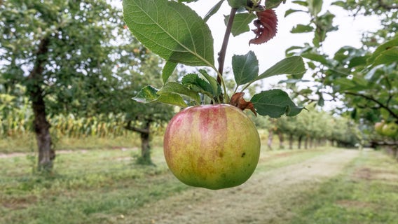 What to do in Minnesota: 5 things to do this weekend (Sept. 22-24)