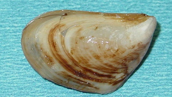 Historians race to find Great Lakes shipwrecks before quagga mussels destroy the sites