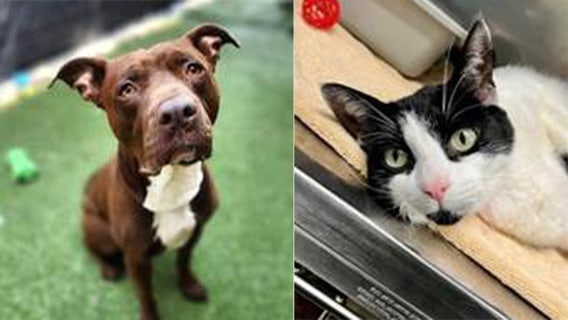 Minneapolis waives pet adoption fees for ‘Clear the Shelter’ event