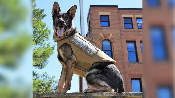 Sheriff: K-9 dog seriously injured by suspect swinging metal pipe