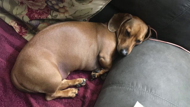 Missing dog stolen with car has Burnsville police searching for suspect