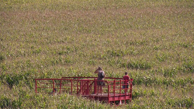 How will corn yield, fall corn mazes be affected by drought?