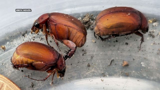 St. Paul homeowner identifies new invasive species in Minnesota