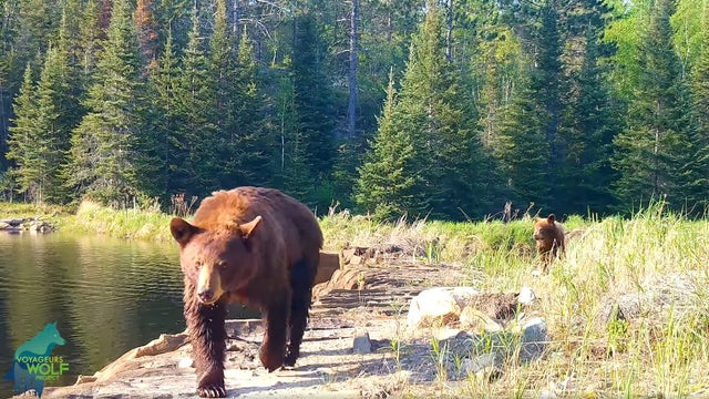 Bear vs. camera: Minnesota bear family destroys trail cameras