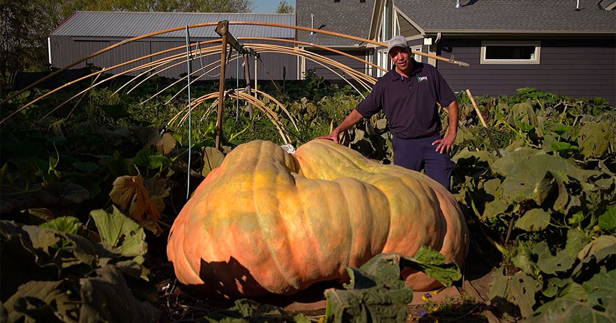 anoka-pumpkin.jpg?ve=1&tl=1