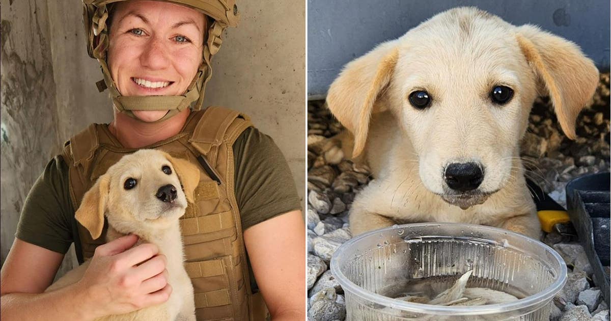 US Navy sailor launches rescue of puppy saved during overseas ...