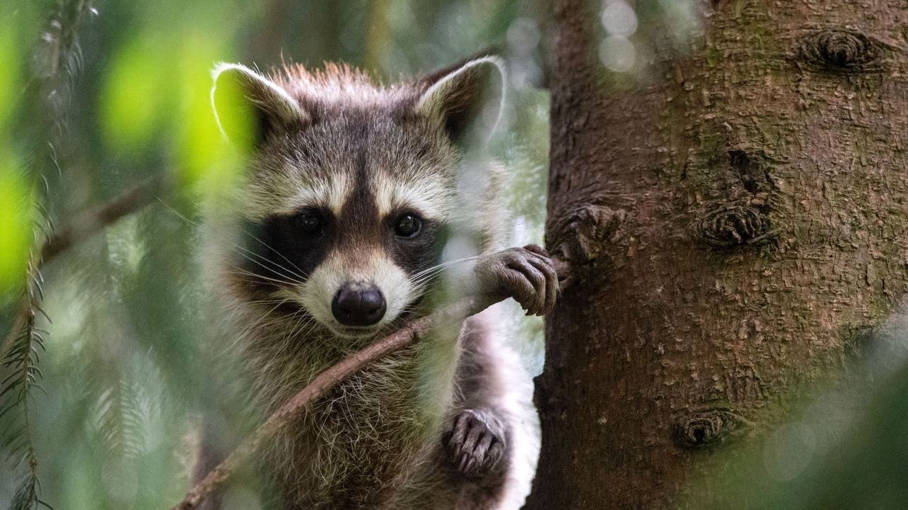 Raccoons are behaving oddly in Burnsville; people should stay away