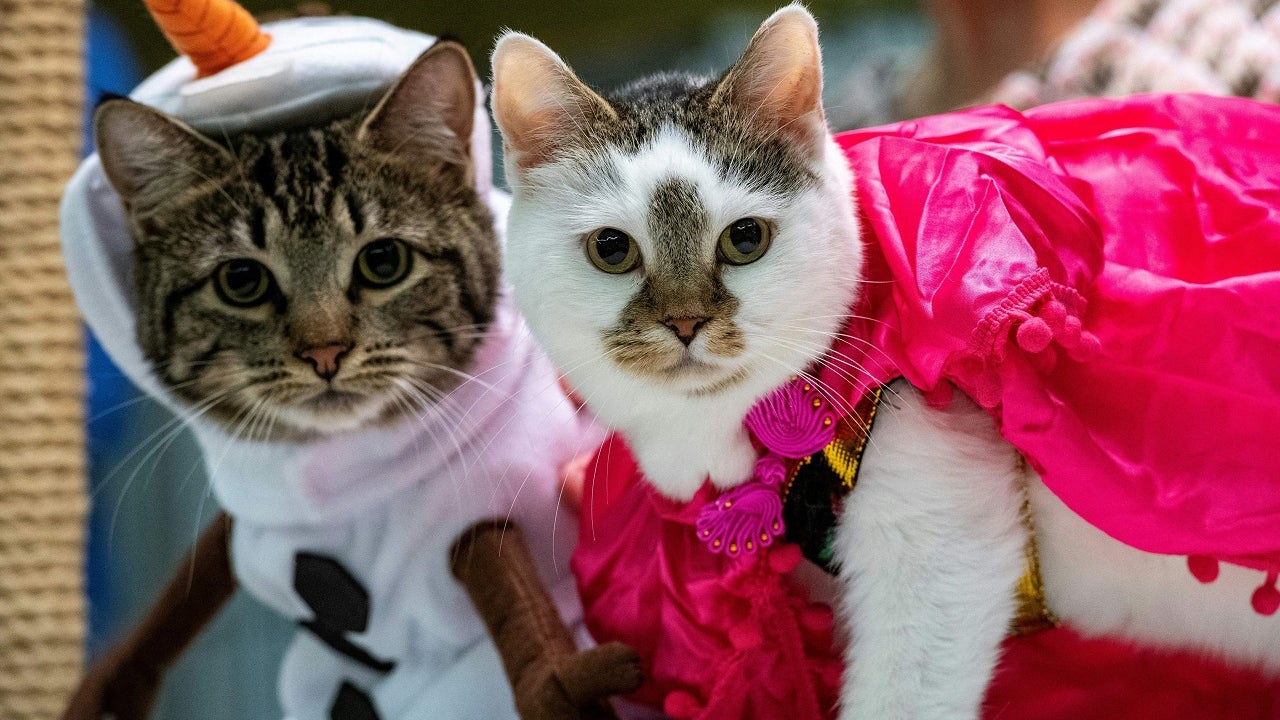 Minnesota Vikings Pink Pet Jersey