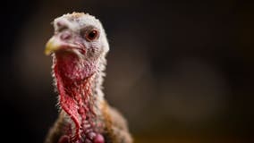 Avian influenza confirmed in Minnesota turkey flock — the first case since spring 2023