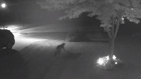 North Mankato police warn about cougar sighting